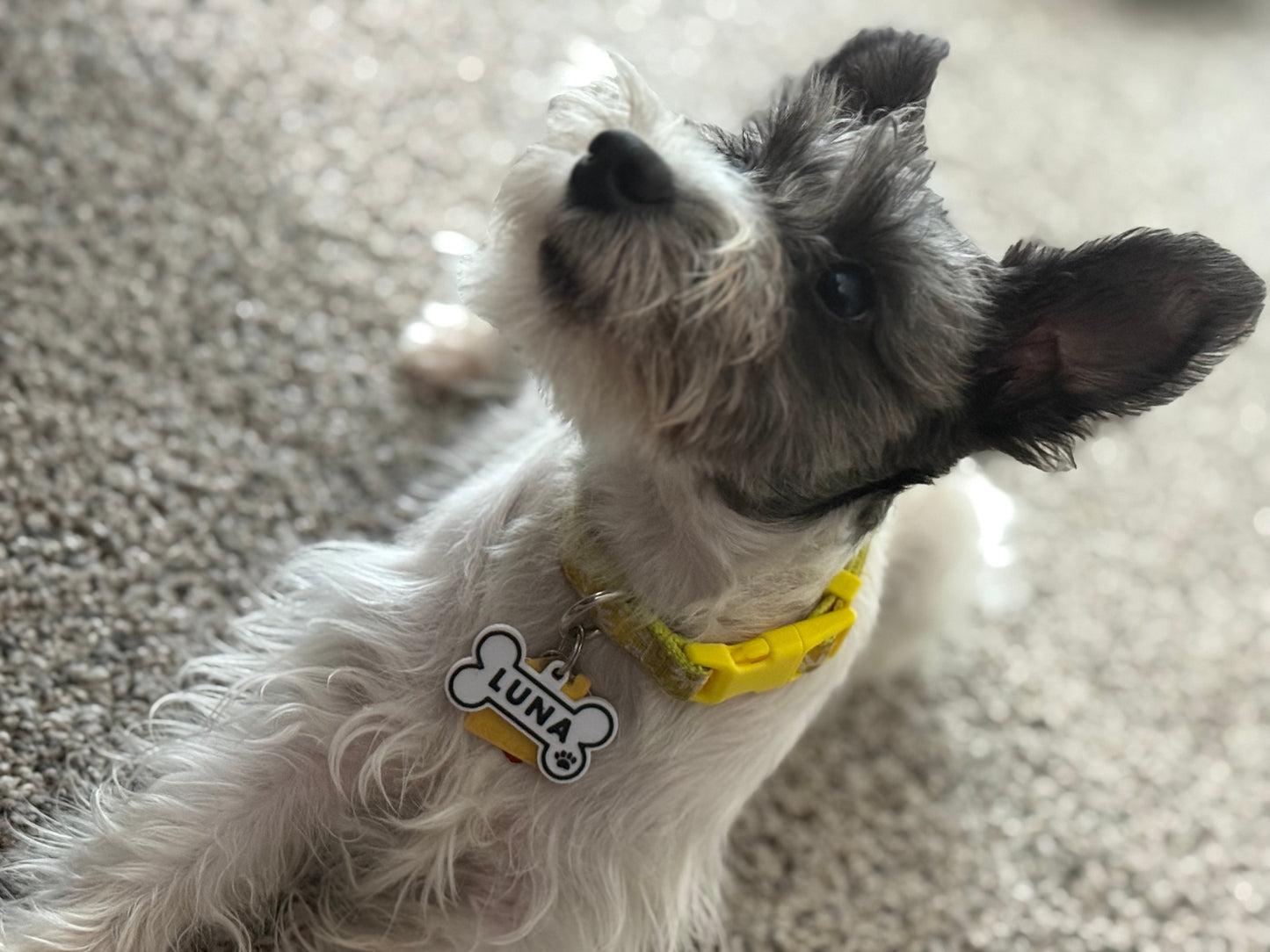 Custom Dog Tag ID